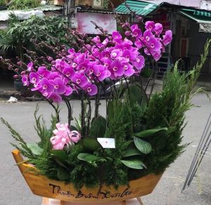 Chậu lan hồ điệp - 04