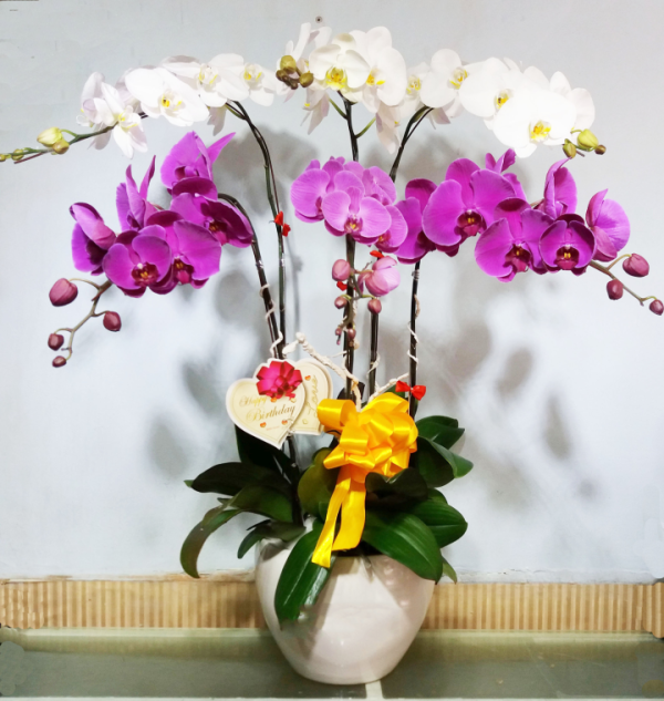 Shop Hoa Tươi Thành Phố Tân Uyên, Bình Dương