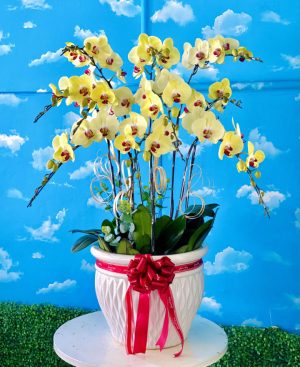 Shop Hoa Tươi Thị Trấn Phước Vĩnh, Phú Giáo, Bình Dương,